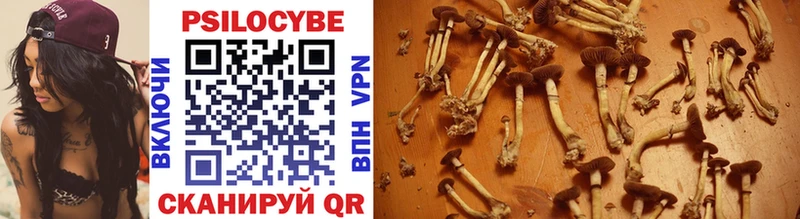 Купить закладки  Чистополь  Псилоцибиновые грибы Cubensis 